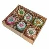 New 😉 Traditions Onion Reflector Ornaments Set/6 👍 1 New 😉 Traditions Onion Reflector Ornaments Set/6 👍 -Traditions store GVWB0335c